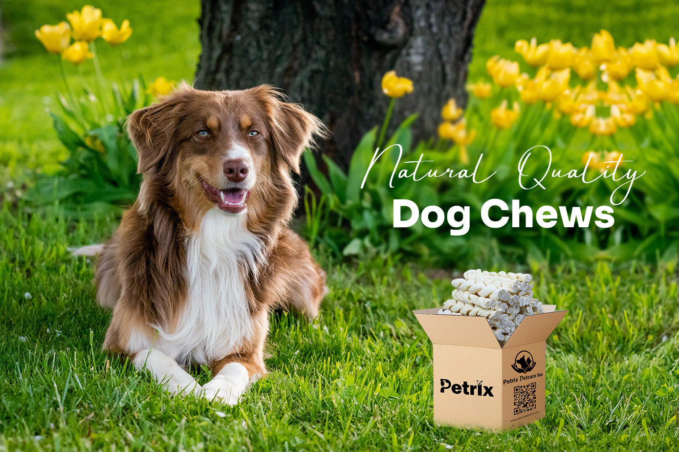 The Growing Demand for Quality Dog Chews in the USA: A Retailer’s Guide to Meeting Consumer Needs