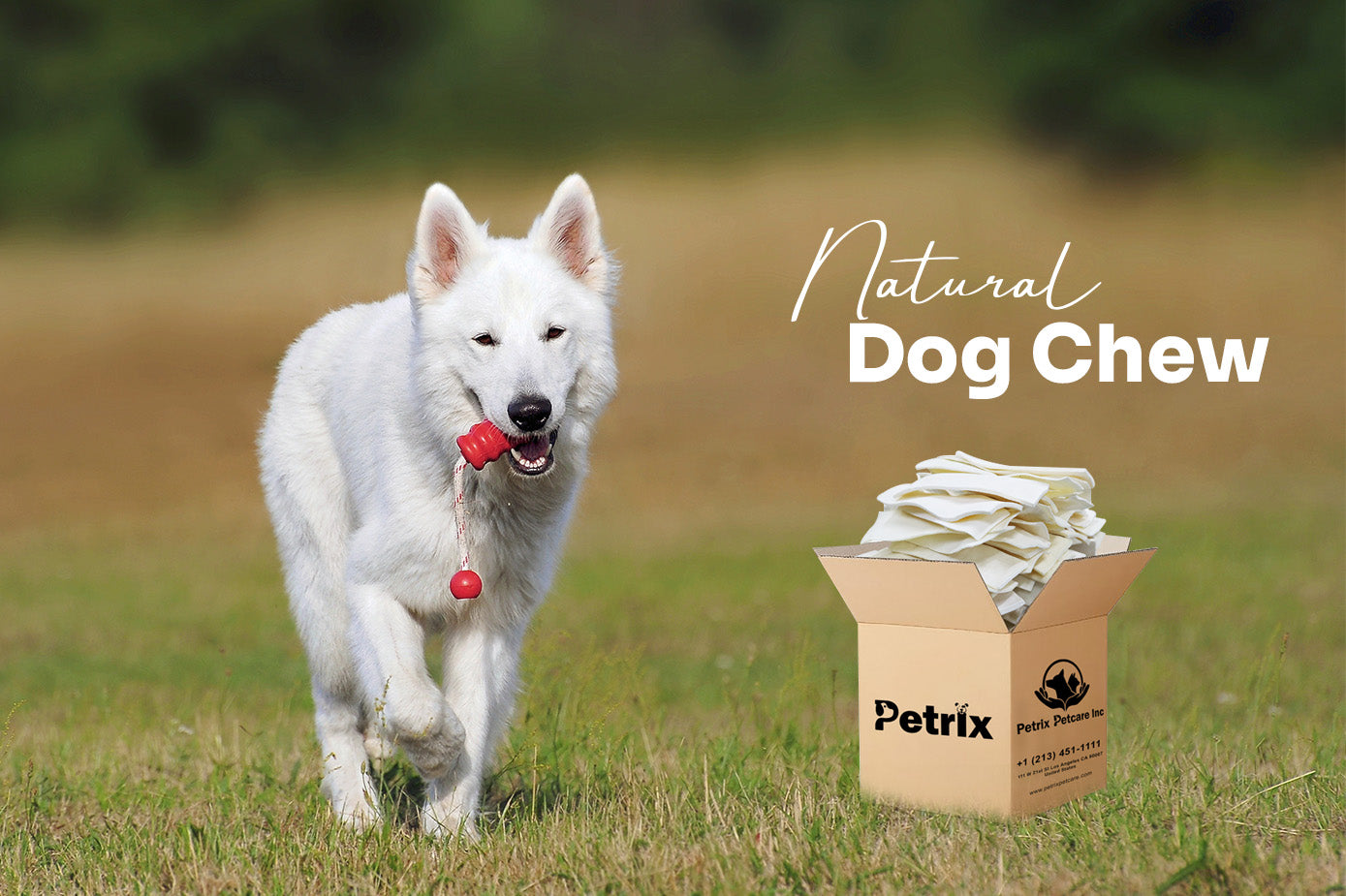 Why We Should Prefer Natural Dog Chews: A Comprehensive Guide for Pet Parents