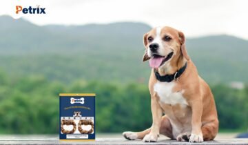 The Science Behind Why Dogs Love Chews and Treats So Much